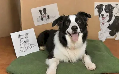 ¿Qué ventajas e inconvenientes conlleva adoptar un collie de frontera?