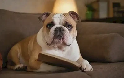 El bulldog descansa en la sofá