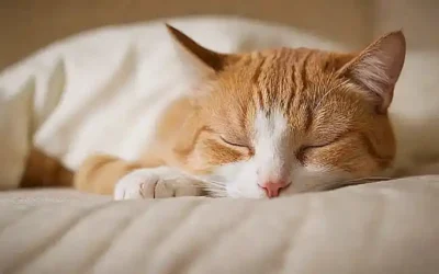 Un gato dormido con vibra positiva.