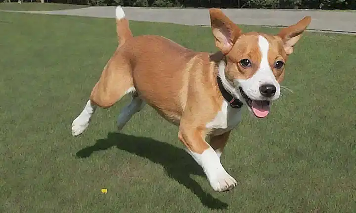 Los cachorros zoomies son divertidos e intensos