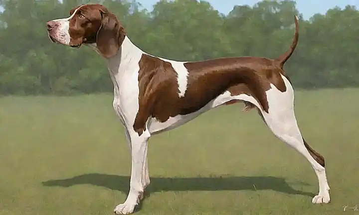 Los perros de caza español: herencia y olfato excepcional