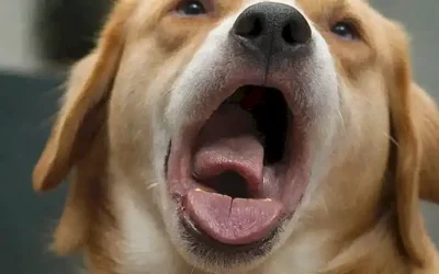 **Un perro