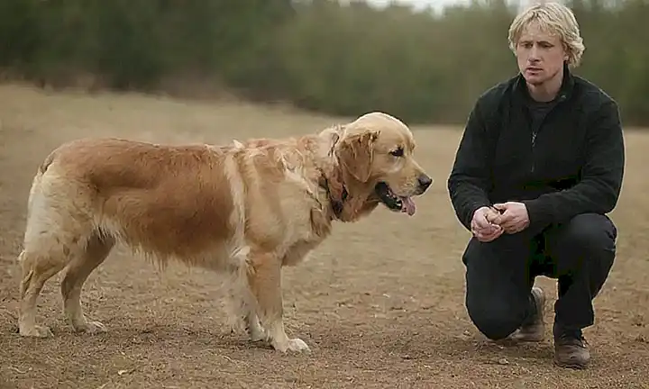 Las crías de labrador se entregan al entrenamiento con éxito. (Labs are trained with success.)