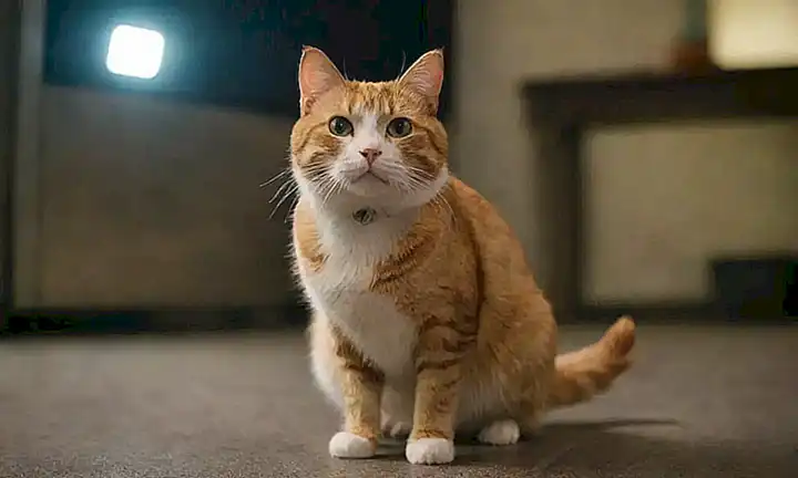 Los gatos en apuros, un caso misterioso de su maullar
