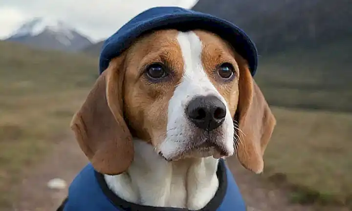 Un beagle aventurero en un estilo de viaje, explorando paisajes con datos curiosas