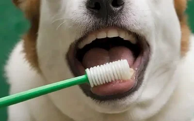 La boca de su perro tiene dientes de color verde y blanco