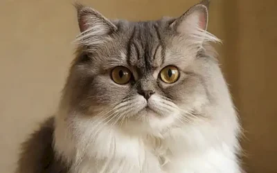 Las caras de los gatos persas son encantadores con su patrón único