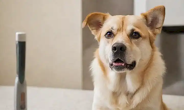 Perro con fiebre en la clínica, alerta textual advierte