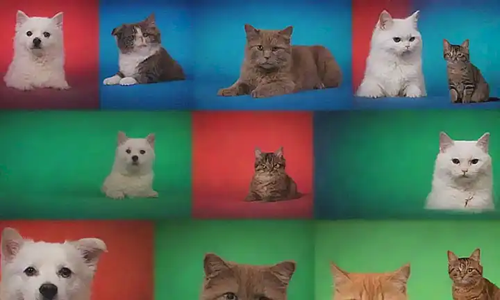 Imagen con perros y gatos, texto médico en degradado rojo, azul y verde