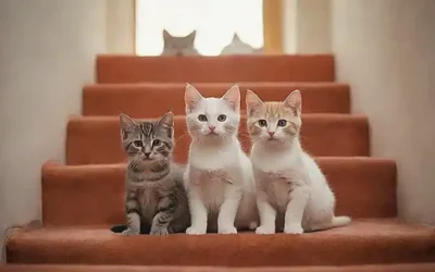 La convivencia felina