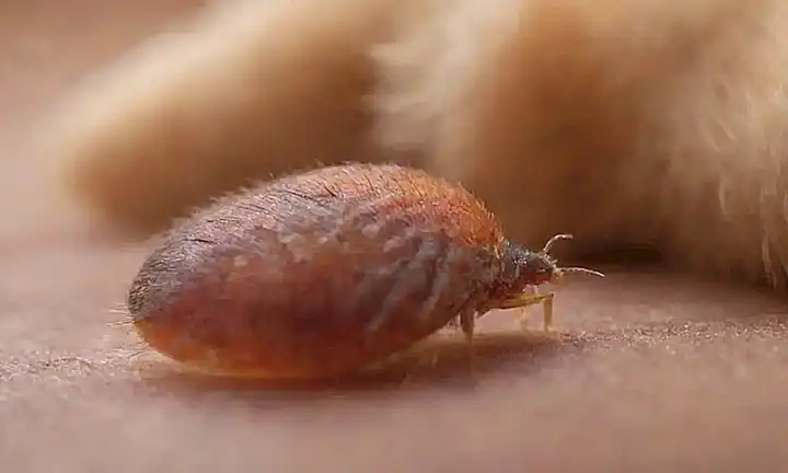 Imagen colorida de cómo quitar pulgas en el pelaje de un perro con métodos naturales y profesionales. (Color photo showing how to remove fleas from a dogs fur using both natural and professional methods)
