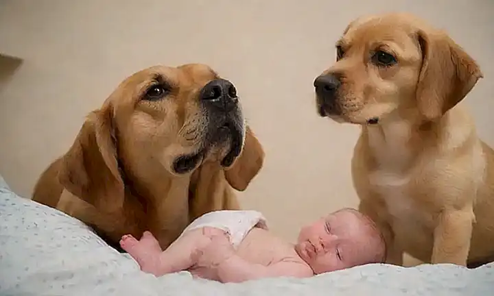 El perro está ajeno con el bebé, ¿se siente embarazada?