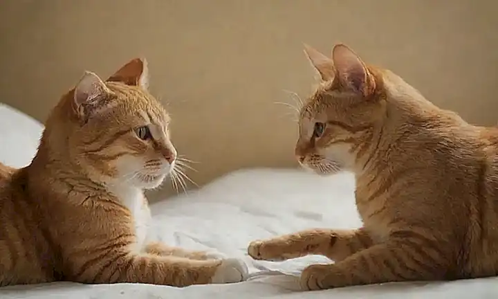 Los gatos se muestran vulnerables para conectar con confianza en estos 7 signos del amor felino