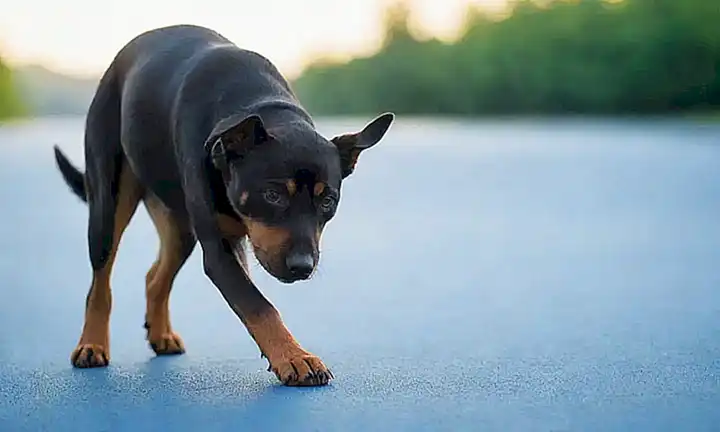 La actividad física es beneficiosa para la salud canina, especialmente para los problemas de orina