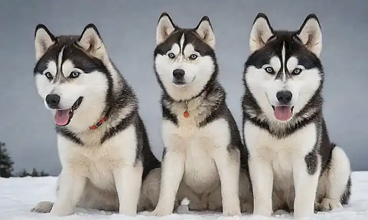 Los huskies sibiráneos necesitan un compañero único