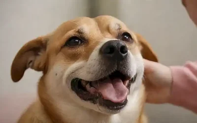 El perro contento con la acarició.