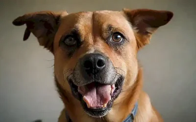Conozca cómo controlar sus perros con ilustraciones