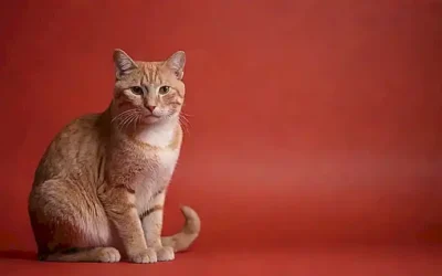 Felinos audaces dominan diez habilidades en un fondo rojo vibrante