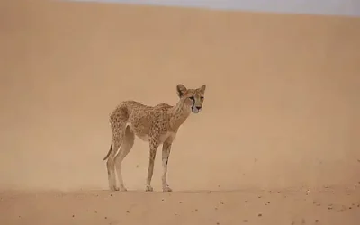 Imágenes de gazelles