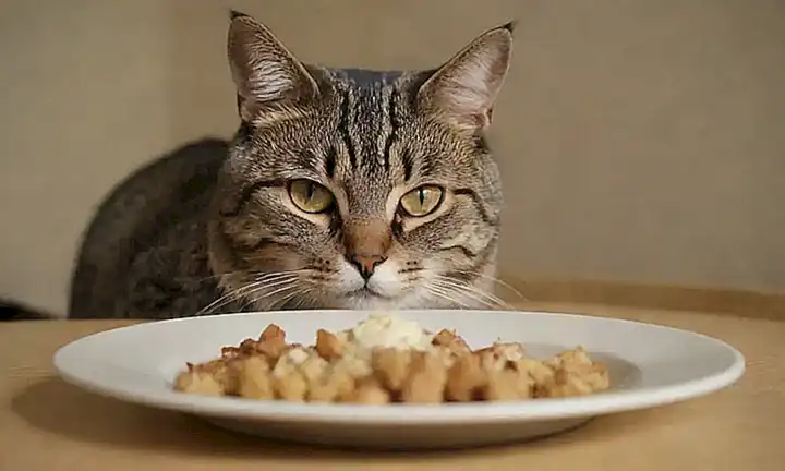 Un gato aburrido y solitario necesita compañía