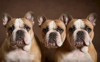 Un diseño de papel pintado con dos razas de bulldog
