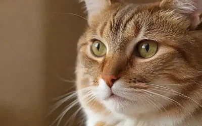 Soluciones naturales para parásitos en gatos: Seis opciones efectivas en casa