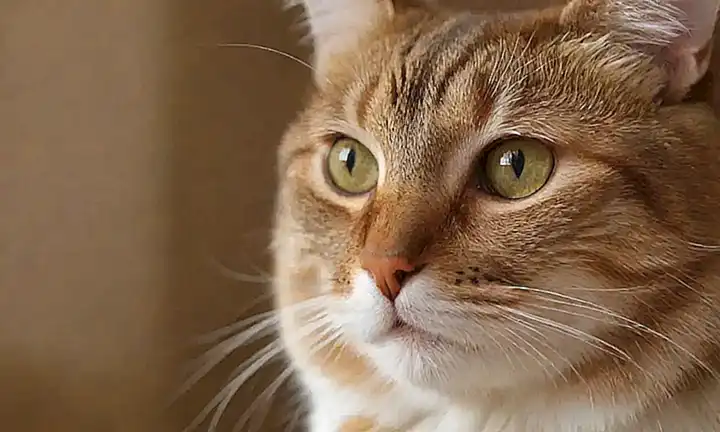 Soluciones naturales para parásitos en gatos: Seis opciones efectivas en casa