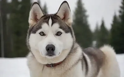 Imagen de husky siberiano con información sobre cuidado