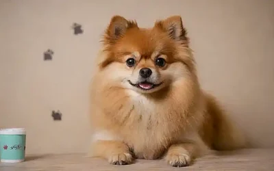 Imagen de Pomerañes con huellas de pata y consejos de cuidado en la pared