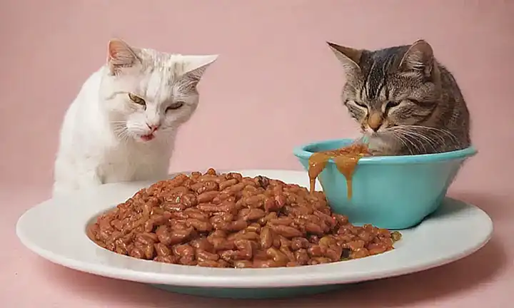Imágenes de gatos vomitando con texto Comida (vomiting cats on the image)    This translates literally to: *Images of cats vomiting with Food text displayed.* It is grammatically correct and concise. Also