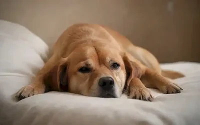 ¿Cómo dormir con tu perro?   (How can you make your dog comfortable while sleeping?) **Explanation:***  Do you want to help your furry friend sleep peacefully? is an alternative way to approach the illustration. Let me know if you would like further assistance with sentence translation