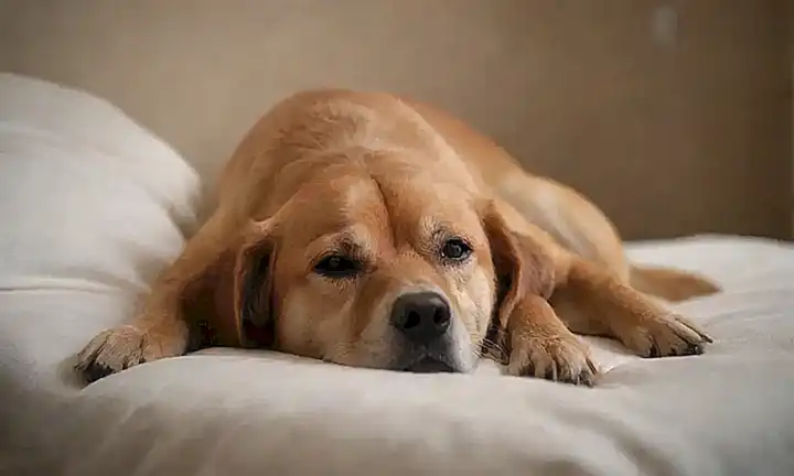 ¿Cómo dormir con tu perro? (How can you make your dog comfortable while sleeping?) **Explanation:*** Do you want to help your furry friend sleep peacefully? is an alternative way to approach the illustration. Let me know if you would like further assistance with sentence translation