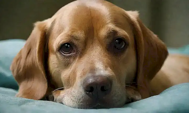 Cuidados de perros, fiebre y atención veterinaria urgente