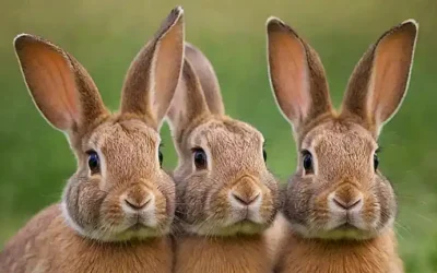 Imagen de conejos vibrantes con orejas prominentes y expresión facial. (A vivid picture of rabbits with prominent ears and expressive faces.)