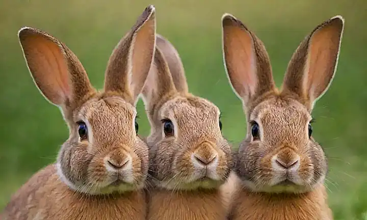 Imagen de conejos vibrantes con orejas prominentes y expresión facial. (A vivid picture of rabbits with prominent ears and expressive faces.)