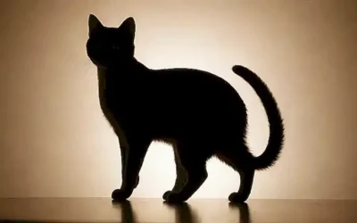 La silueta de un gato