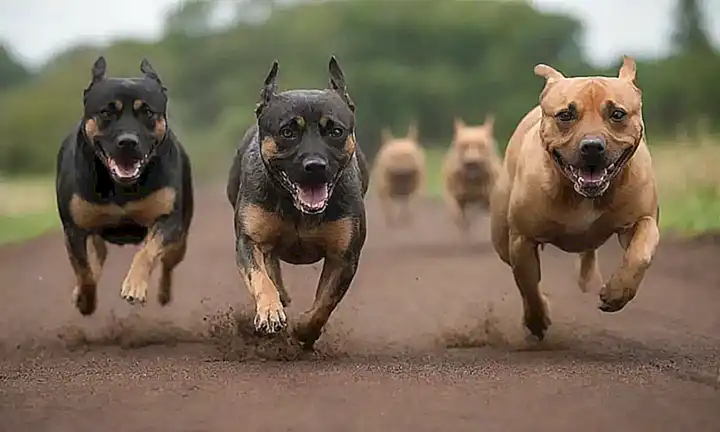 Cães corren