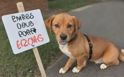 Un perro adorable con huellas de patas