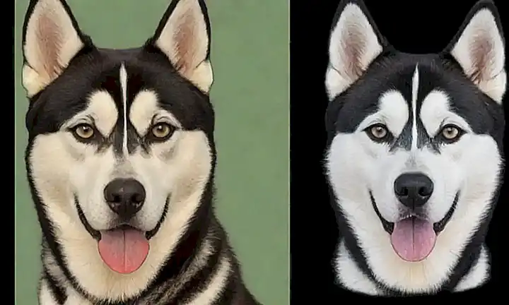 Conocer la raza masculina y femenina de husky siberianos para encontrar la adecuada para ti