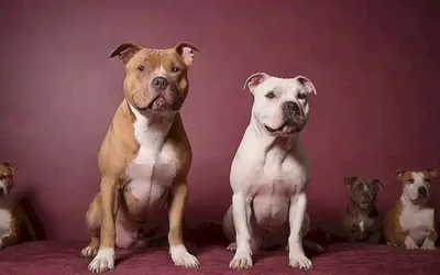 **¿Habrás visto una pared con papel que represente las diferencias entre pitbulles y perros femeninos?** Heres why this works:* **Have you seen wallpaper depicting the Pitbull/female dog differences?** - This translates your original description into a direct Spanish query. Let me know if you would like more variations!