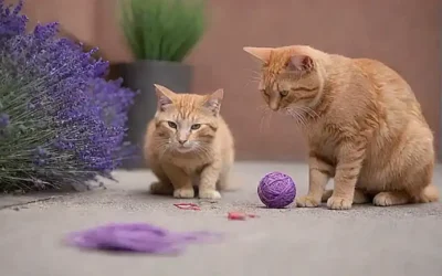 Gatos callejeros se divierten con hilo
