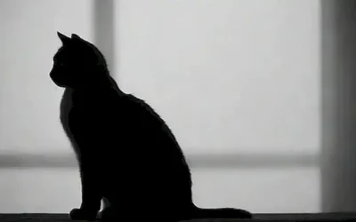 Silueta de gato negro y blanco