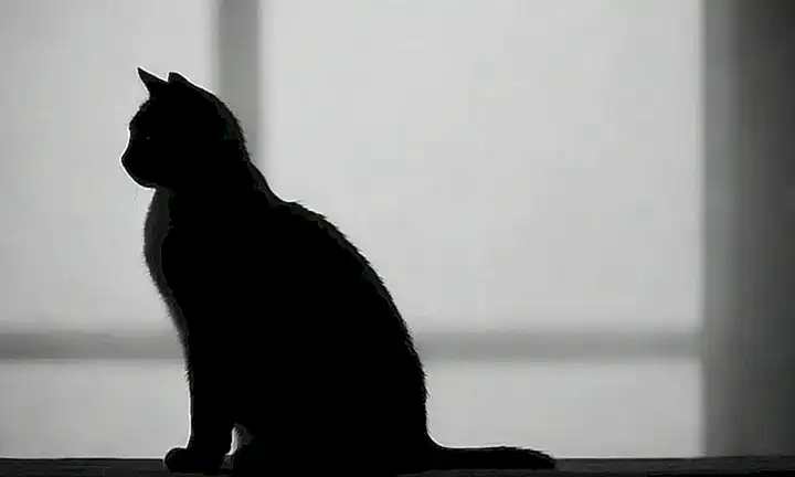 Silueta de gato negro y blanco