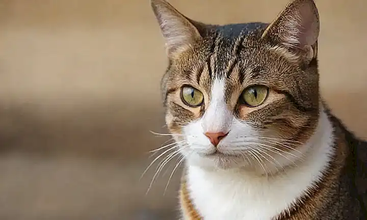 Un vistazo cauteloso de gato susurra la pérdida de confianza