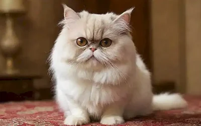 Papel tapices de gato persano con diseño de curiosidad