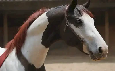 Torero de colores y Yegua coreana.