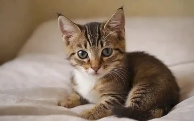 Consejos para el cuidado pacífico de gatos y información de esterilización