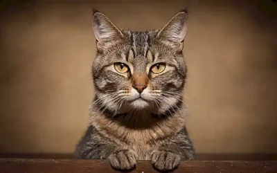 Lámina de gato anticuado con letra rural y fondo marrón