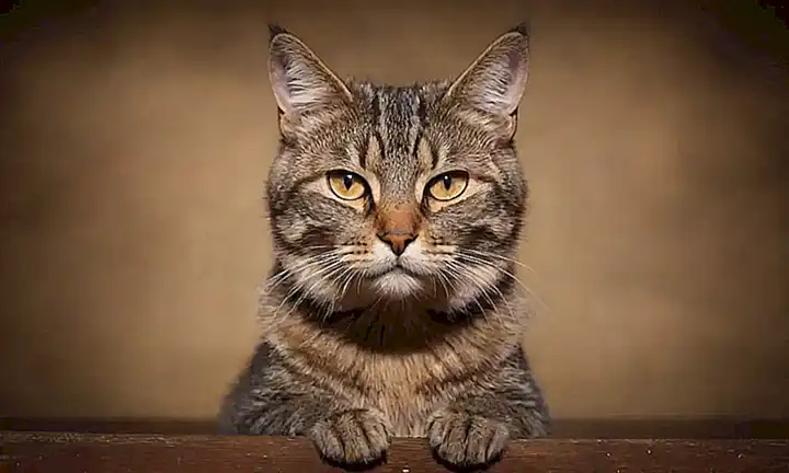 Lámina de gato anticuado con letra rural y fondo marrón