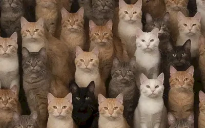 Imágenes de gatos que interpretan sus sonidos y significados para los dueños felinos
